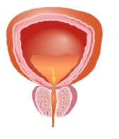 prostata-normal